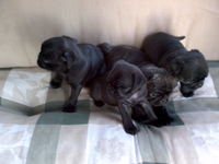 All four pugs