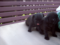 Eenie and Minie