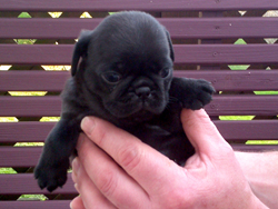 Gypsy the pug!