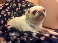 Kellach our first white pug!