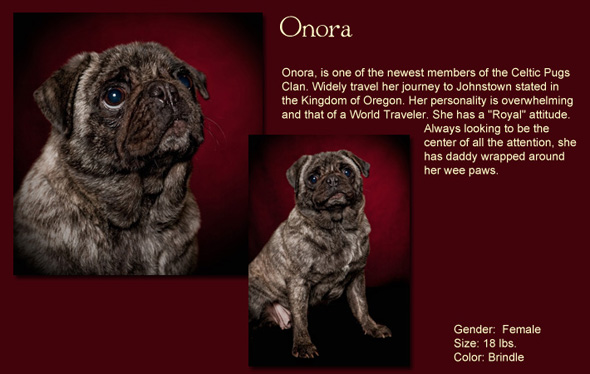 Onora Size: 18 Lbs. Female Color: Brindle Onora, is one of the newest members of the Celtic Pugs Klan. Widely travel her journey to Johnstown stated in the Kingdom of Oregon. Her personality is overwhelming and that of a World Traveler. She has a "Royal" attitude. Always looking to be the center of all the attention, she has daddy wrapped around her wee paws.