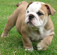 English Bulldog