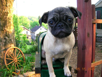 Celtic Pugs!